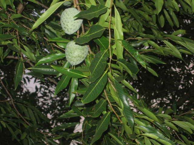 Annona cacans
